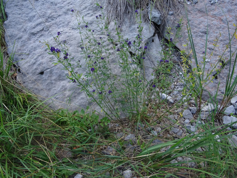 Medicago sativa - Fabaceae